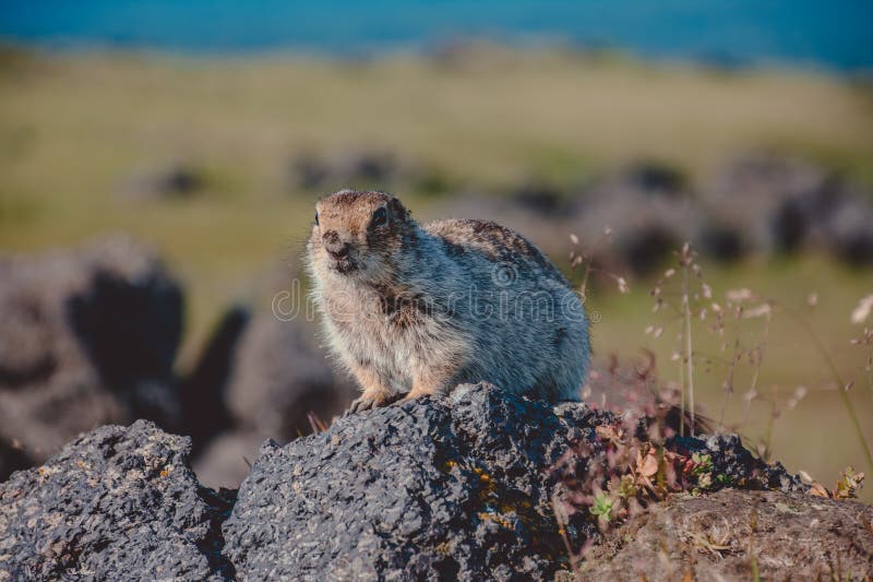 Piccolo animale sta su una roccia di fronte a un vulcano immagini stock libere da diritti