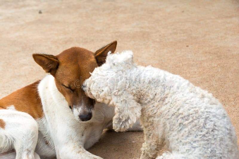 Piccolo bacio del cane di due cuccioli il suo amico immagine stock Piccolo bacio del cane di due cuccioli il suo amico immagine stock