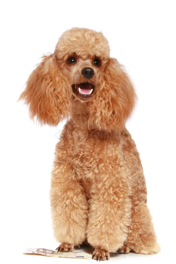 Small apricot poodle, isolated on white background. Small apricot poodle, isolated on white background