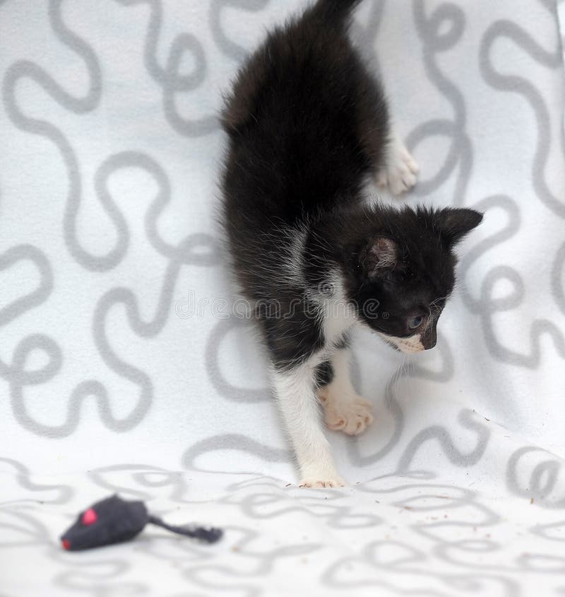 Piccolo bianco con gattino allegro e nero. Bel bianco con un gattino allegro e divertente