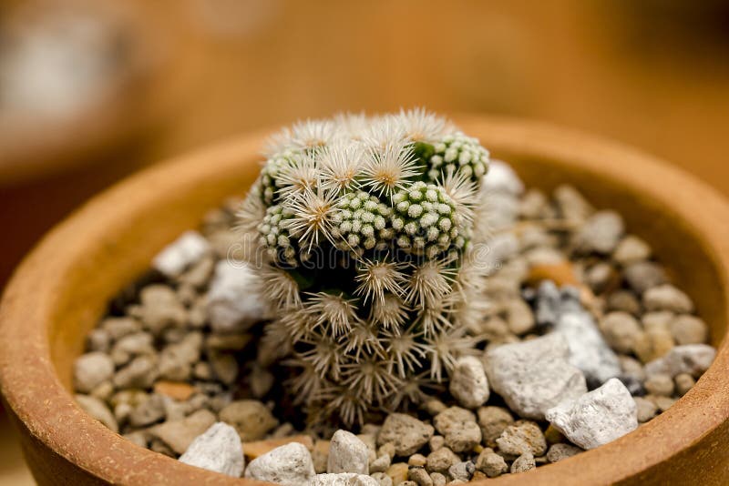 Piccolo cactus piantato in vasi fotografie stock libere da diritti Piccolo cactus piantato in vasi fotografie stock libere da diritti