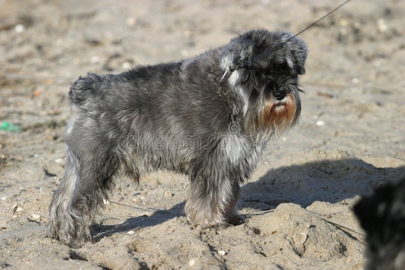 Piccolo Cane Con La Piccola Barba 2 Immagine Stock Immagine di cute