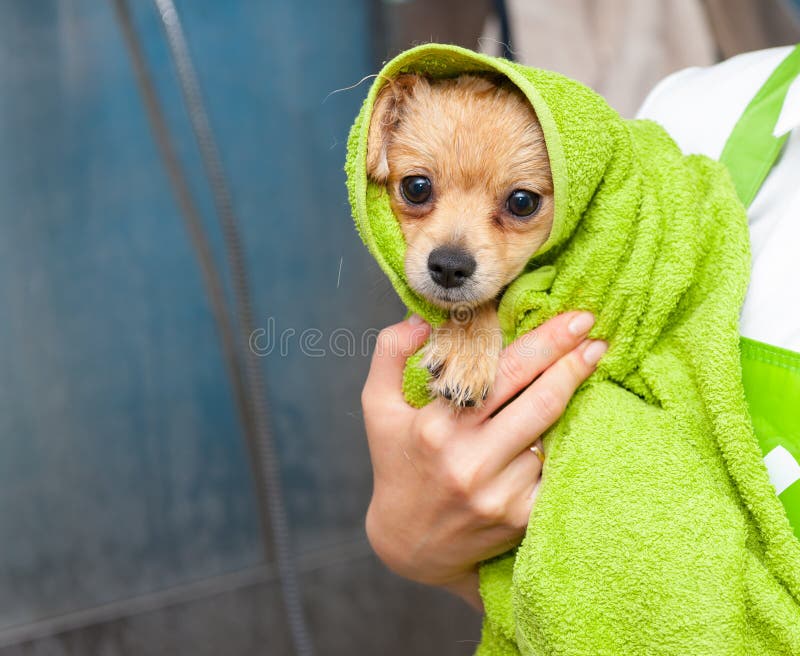 Piccolo Cane Avvolto Nell'asciugamano Immagine Stock - Immagine di carino,  mammifero: 60504691