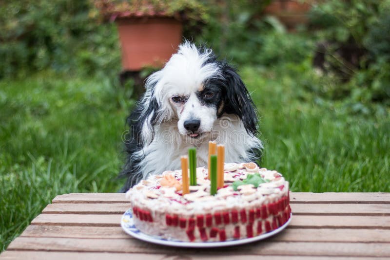 Cane sveglio che si siede davanti ad una torta con la retro