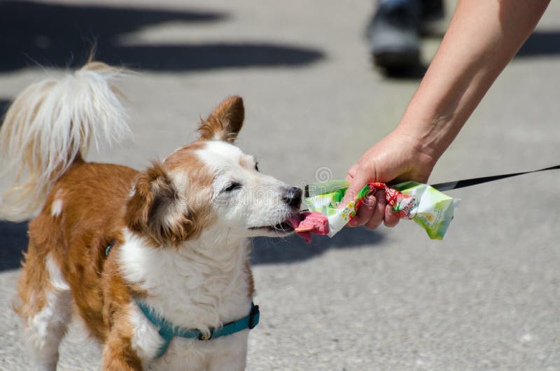 Piccolo cane (Corgi di Lingua gallese) che mangia il gelato al giorno molto caldo immagini stock Piccolo cane (Corgi di Lingua gallese) che mangia il gelato al giorno molto caldo immagini stock