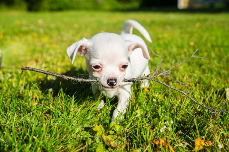 Piccolo Cucciolo Bianco Della Chihuahua Su Un Prato Inglese Fotografia