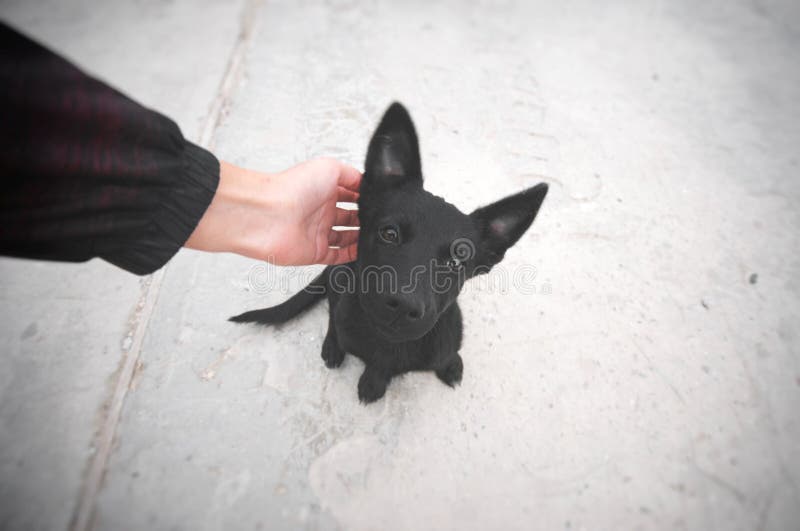 Piccolo cucciolo nero che si siede su una strada e che esamina macchina fotografica fotografie stock libere da diritti Piccolo cucciolo nero che si siede su una strada e che esamina macchina fotografica fotografie stock libere da diritti