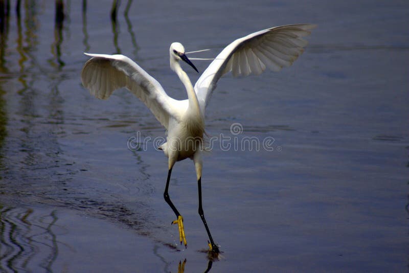 Piccolo Egret immagini stock