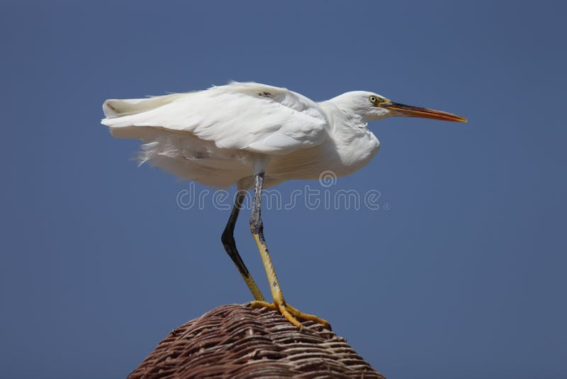 Piccolo Egret (Egretta Garzetta) immagini stock
