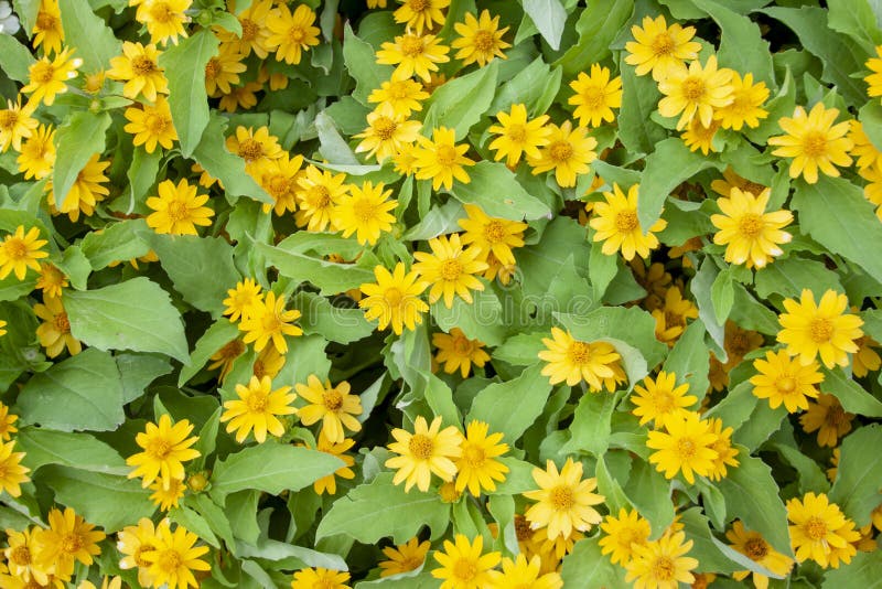 Piccolo fiore di divaricatum giallo del Melampodium o della stella fotografia stock Piccolo fiore di divaricatum giallo del Melampodium o della stella fotografia stock