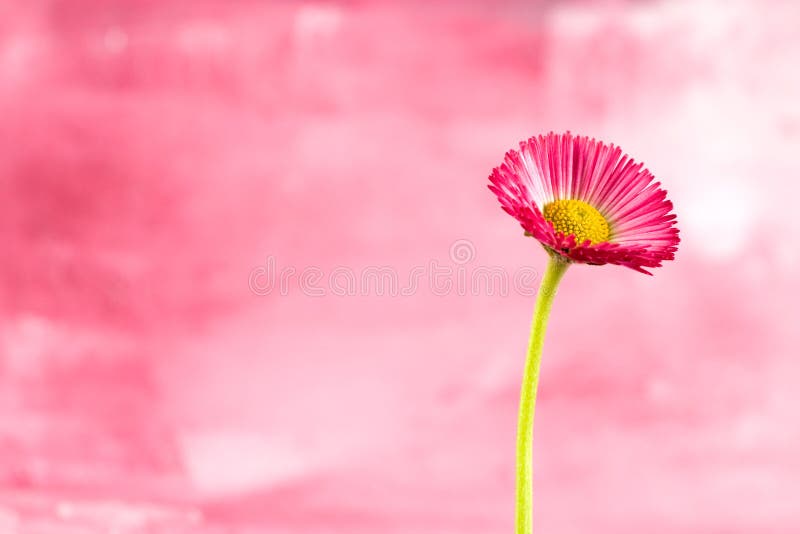 Piccolo fiore rosso della margherita fotografia stock libera da diritti Piccolo fiore rosso della margherita fotografia stock libera da diritti
