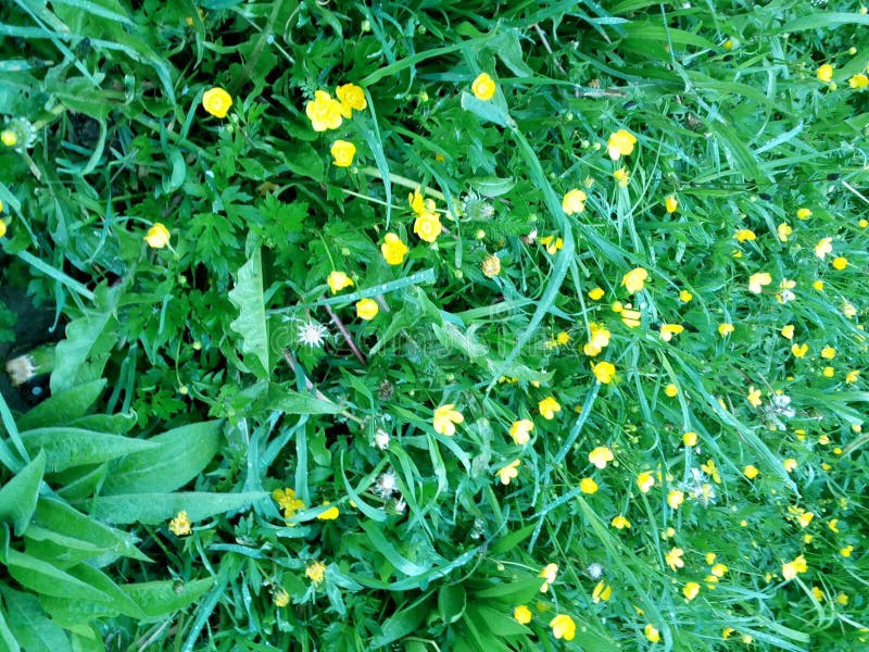 Piccoli Fiori Gialli In Erba Fotografia Stock - Immagine ...