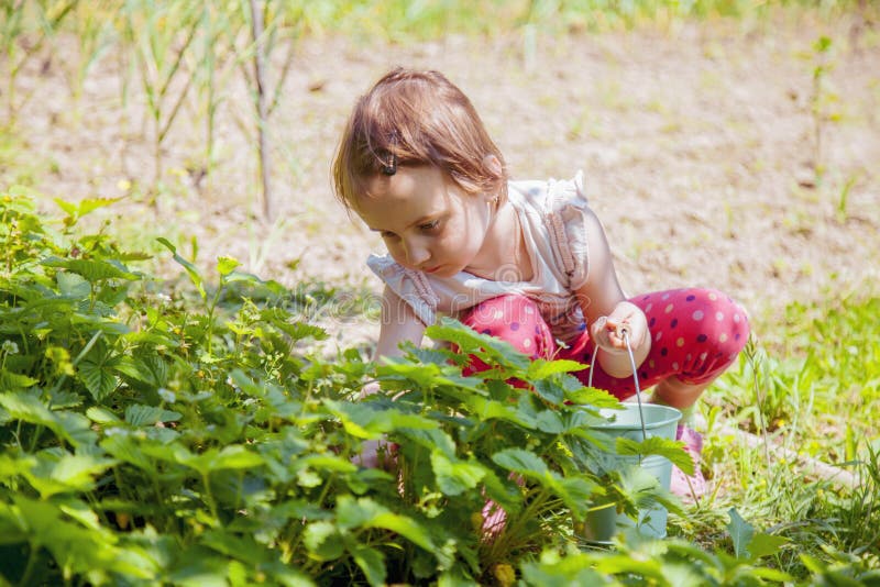 Piccolo fragola sveglia di raccolto della ragazza del bambino sul campo dell'azienda agricola della frutta il giorno di estate so immagini stock Piccolo fragola sveglia di raccolto della ragazza del bambino sul campo dell'azienda agricola della frutta il giorno di estate so immagini stock