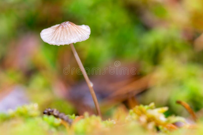 Piccolo fungo con un cappuccio bagnato