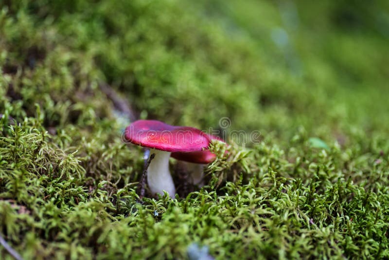 Piccolo fungo della russula fotografia stock Piccolo fungo della russula fotografia stock