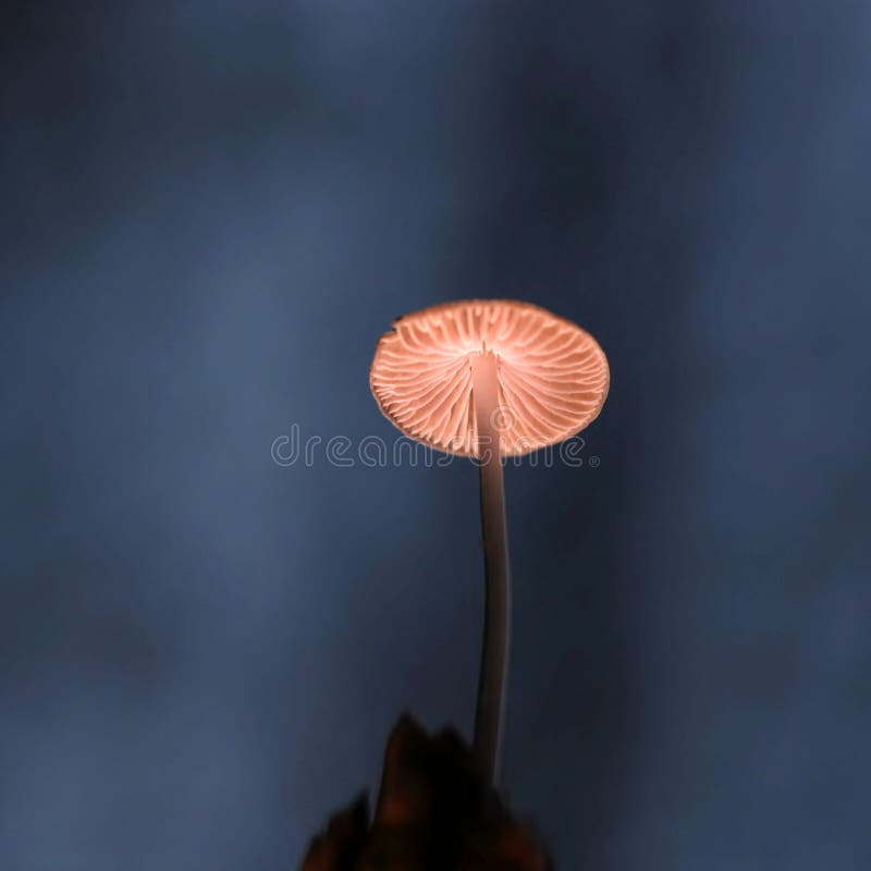 Piccolo fungo in foresta scura