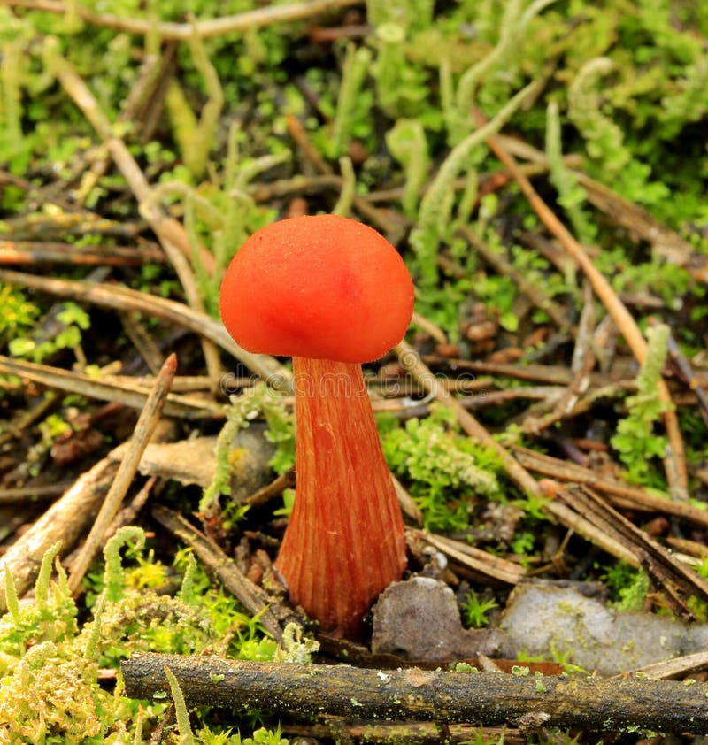 Piccolo fungo rosso