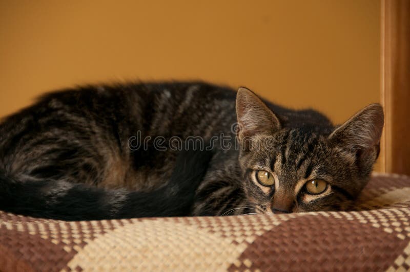 Piccolo gattino allegro. Allegro poco gattino a casa