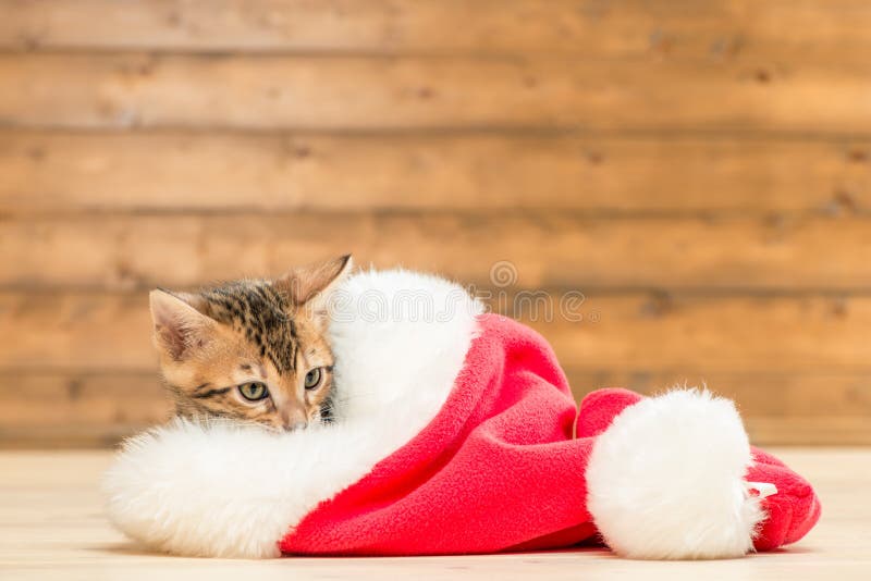 Piccolo gattino di Brown in un cappello rosso di Santa immagine stock Piccolo gattino di Brown in un cappello rosso di Santa immagine stock