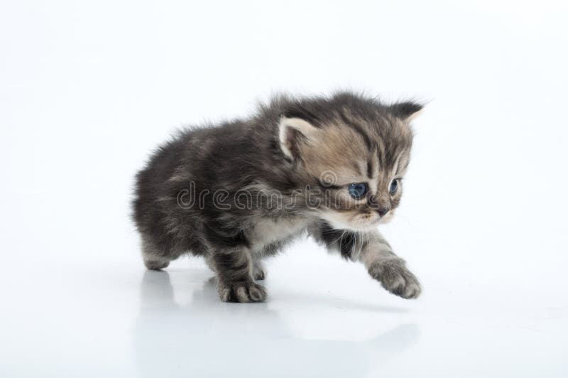 Piccolo gattino diritto scozzese che cammina verso immagine stock Piccolo gattino diritto scozzese che cammina verso immagine stock