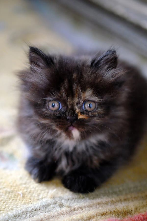 Piccolo gattino persiano marrone scuro fotografie stock Piccolo gattino persiano marrone scuro fotografie stock