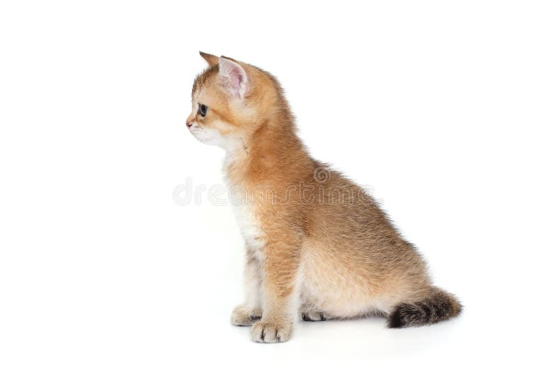 Piccolo gattino rosso scozzese siede di lato nel profilo immagine stock libera da diritti