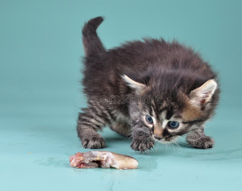 Piccolo gattino spaventato e che gioca con il pesce fotografia stock libera da diritti Piccolo gattino spaventato e che gioca con il pesce fotografia stock libera da diritti