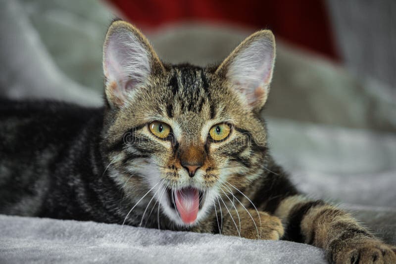 Piccolo gattino a strisce ibrido che si trovano sullo stomaco, bocca aperta e lingua che attacca fuori, fotografia stock Piccolo gattino a strisce ibrido che si trovano sullo stomaco, bocca aperta e lingua che attacca fuori, fotografia stock