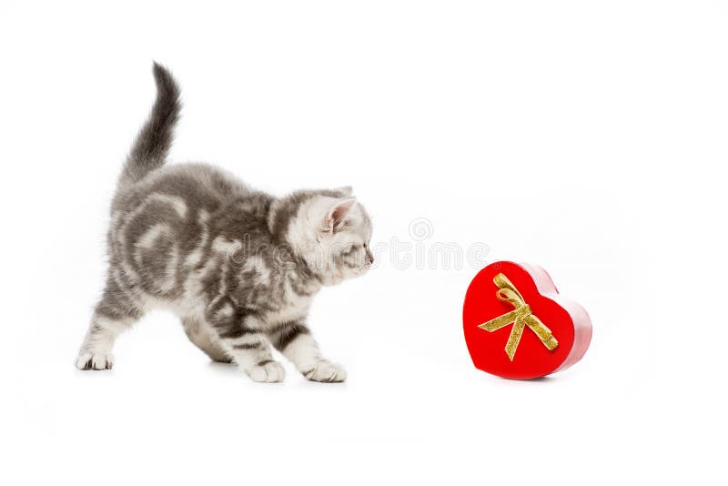 piccolo gattino sveglio con il regalo a forma di del cuore fotografie stock libere da diritti piccolo gattino sveglio con il regalo a forma di del cuore fotografie stock libere da diritti