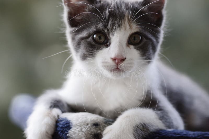 Piccolo Gatto Immagine. Immagine 887171