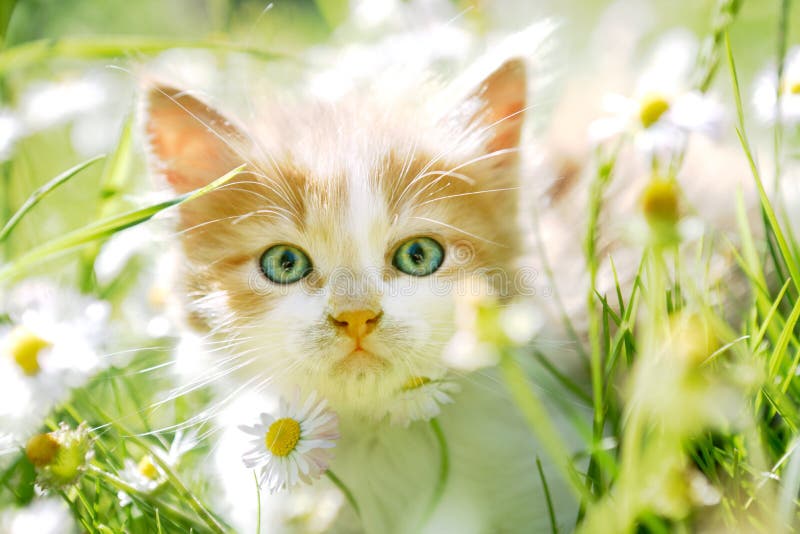 Piccolo gatto sveglio con gli occhi verdi in erba verde
