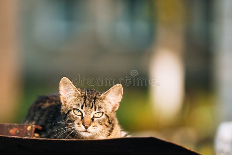 Piccolo Gray Cat Kitten Resting On Old Roof a Sunny Summer Day immagine stock libera da diritti Piccolo Gray Cat Kitten Resting On Old Roof a Sunny Summer Day immagine stock libera da diritti
