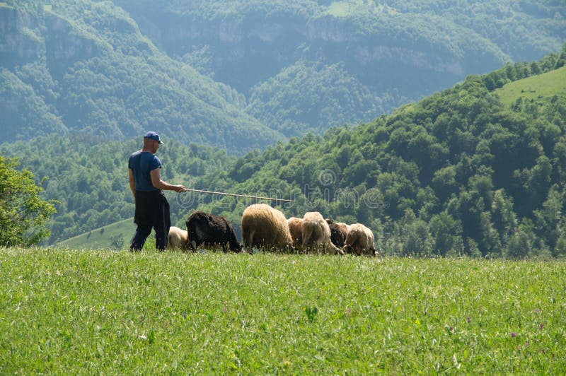 Cerco Lavoro Come Pastore Di Pecore Piccolo Gregge Delle Pecore Con Il Pastore Fotografia Stock Editoriale