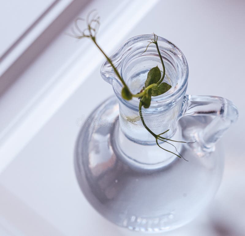 piccolo impianto verde, noioso, in un vaso trasparente in vetro in acqua, fotografia stock libera da diritti piccolo impianto verde, noioso, in un vaso trasparente in vetro in acqua, fotografia stock libera da diritti