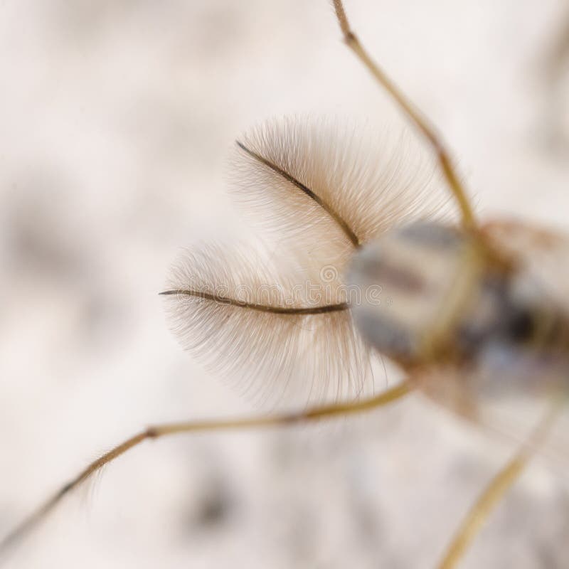 Piccolo Insetto Marrone Peloso Fotografia Stock