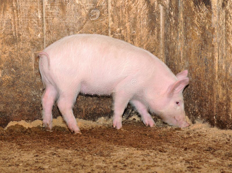Piccolo maiale fotografia stock. Immagine di testa, mammifero 9083586