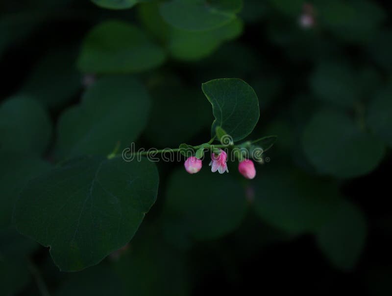Piccolo meraviglia rosa fra greeen le foglie fotografia stock Piccolo meraviglia rosa fra greeen le foglie fotografia stock