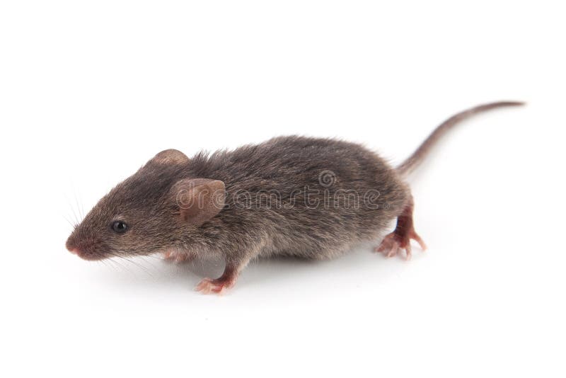 Piccolo mouse