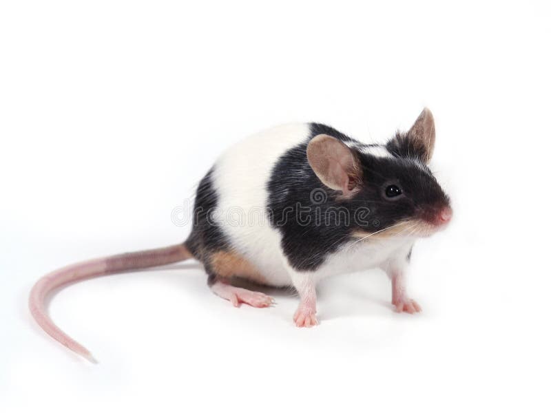 Piccolo mouse immagini stock Piccolo mouse immagini stock