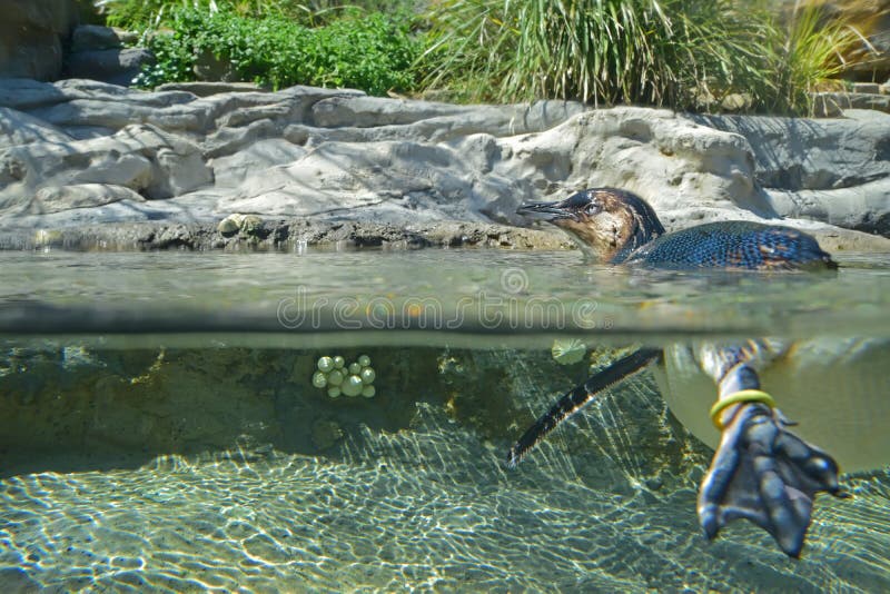 Piccolo pinguino sopra e sotto l'acqua fotografia stock Piccolo pinguino sopra e sotto l'acqua fotografia stock