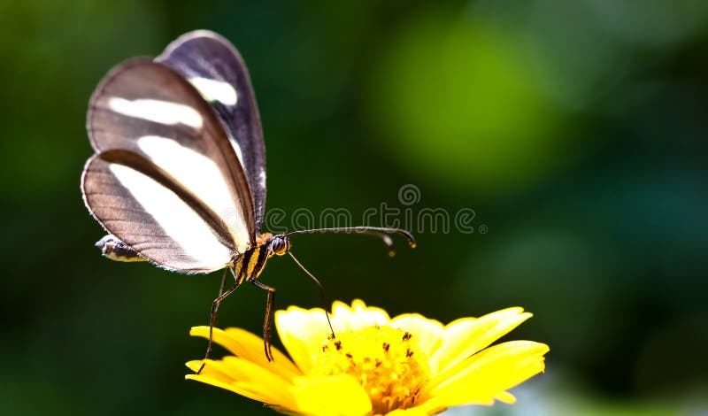 Piccolo primo piano della farfalla che si siede su un fiore selvaggio giallo con verde dal fondo del bokeh del fuoco Fine della f fotografia stock Piccolo primo piano della farfalla che si siede su un fiore selvaggio giallo con verde dal fondo del bokeh del fuoco Fine della f fotografia stock