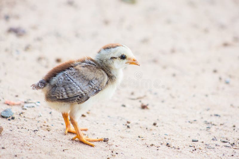 Piccolo Pulcino In Mani Del Bambino, Due Ragazzi Che Guardano I Pulcini
