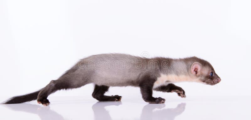 Piccolo roditore animale fotografie stock libere da diritti
