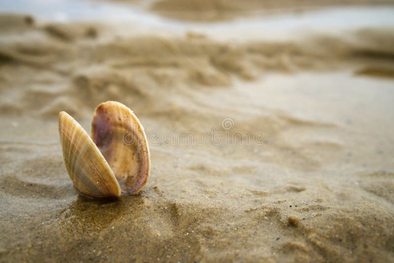 Piccolo uccellino implume delle coperture di pettine nella sabbia fotografie stock Piccolo uccellino implume delle coperture di pettine nella sabbia fotografie stock