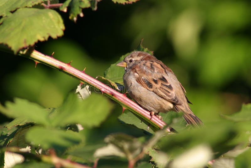 Piccolo uccello fotografia stock. Immagine di carino 11658814