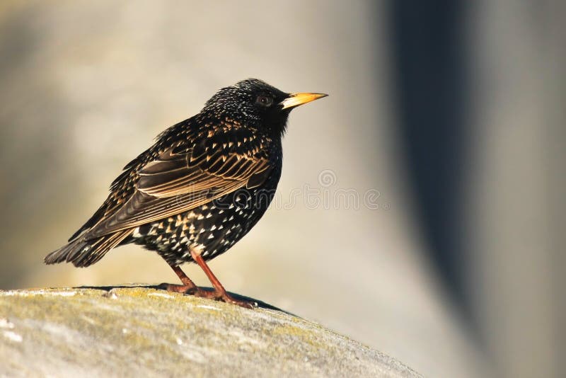 Piccolo Uccello Comune Di Starling Fotografia Stock Immagine di merlo