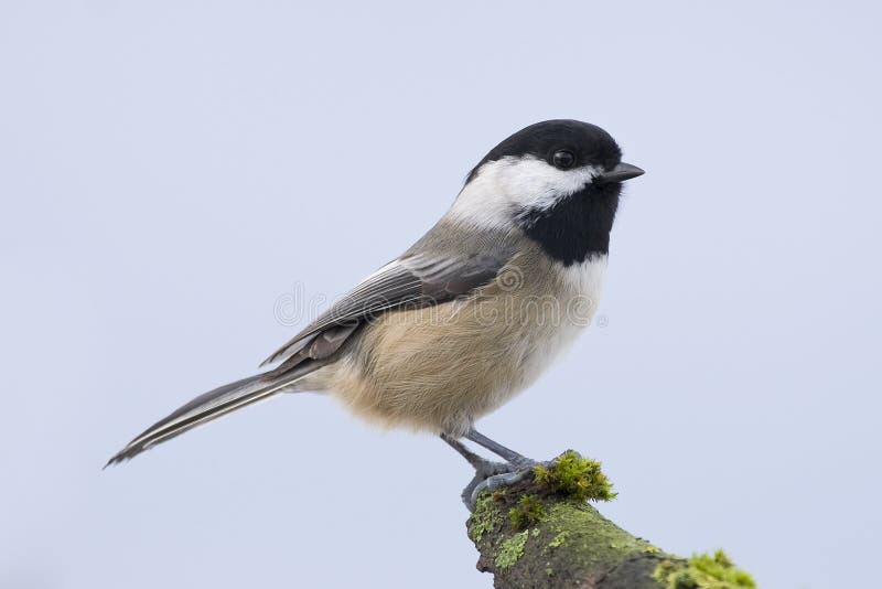 Piccolo Uccello Del Chickadee Fotografia Stock Immagine di becco