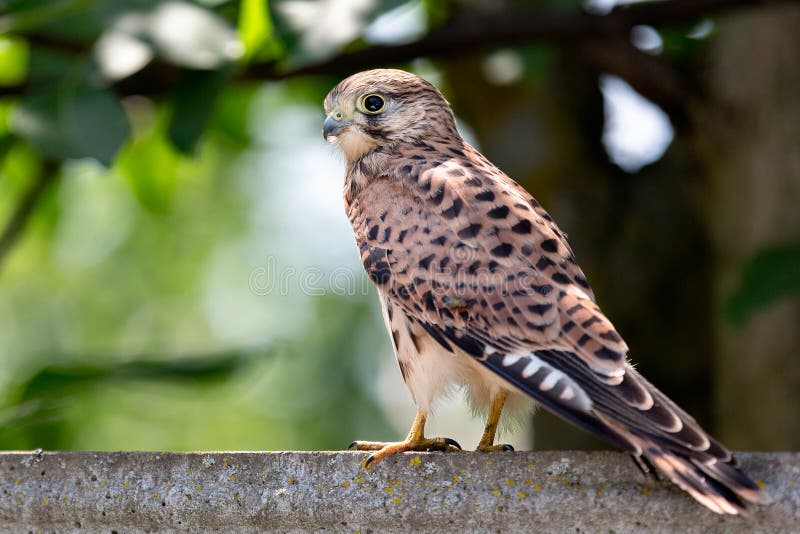 Piccolo uccello del falco fotografia stock. Immagine di maschio 96446118