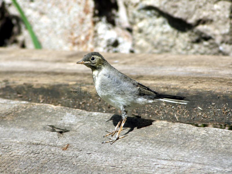 Piccolo Uccello Del Yound Sulla Terra Fotografia Stock Immagine di