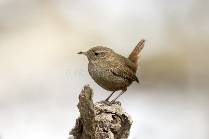 Piccolo Uccello Lo Scricciolo Fotografia Stock Immagine di sporco